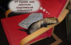 здравый смысл.jpg