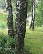 IMG_3403.JPG