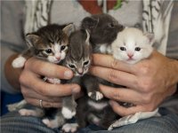 котята 1.jpg