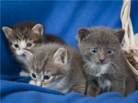 котята 4.jpg