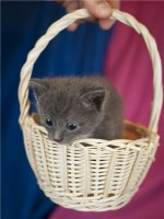 котята 6.jpg