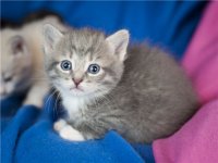 котята 7.jpg