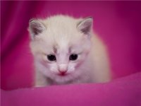 котята 12.jpg