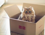 Кот 401817-1280x1024.jpg