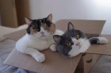 Коты 526801_440963399298057_1341034816_n.jpg