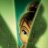 Tinkerbell